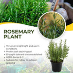 Set of 2 Live Rosemary Plants, Rosemary Herb in 4 Inch Pots for Indoor or Outdoor Growing