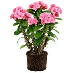 Pink Euphorbia Crown of Thorns Plant, Perennial Succulent Live Plant Indoor Outdoor 4-7 Inches