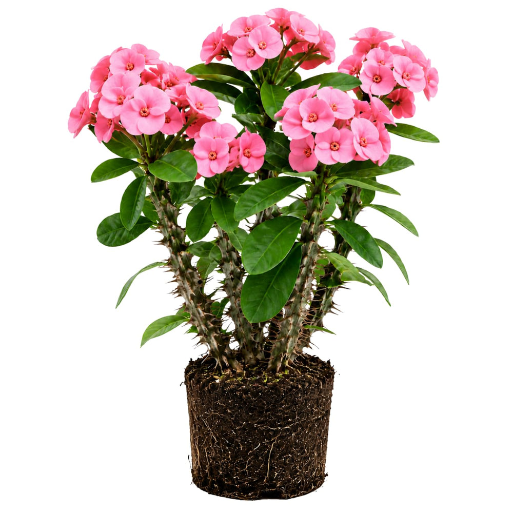 Pink Euphorbia Crown of Thorns Plant, Perennial Succulent Live Plant Indoor Outdoor 4-7 Inches