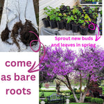 Live Redbud Tree Plant 1 Year Old for Outdoot Spring Planting, Eastern Red Bud Tree Live Plant for Planting, Zones 5 to 9