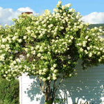 Hydrangea Plant Live Tree, Light Green Color Bloom, 5-10" Well-Rooted Hydrangea Shrub Bush for House Planting Outdoor, Dormant