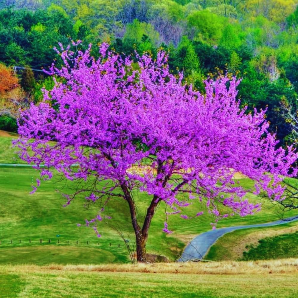 Potted Eastern Red Bud Tree Live Plant, 6-12" Seedlings Redbud Tree for Planting, Winter Hardy