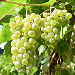 2 Rare Grape Vines Live Plants, Sweet Starter Grapevine from 5 to 8 Inches in Tall, Easy to Grow Indoor Outdoor, No Pot (Green Yellow)
