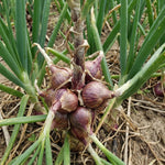 Set of 10 Walking Onion Bulbs, Egyptian Walking Onions Bulbs for Planting