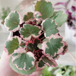 Saxifraga Tricolor Plant Live, Rare Variegated Plant, Coloful Live Indoor Plant, 3.25 Inches Pot