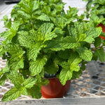 Set of 2 Strawberry Mint Plants Live 4-6 Inches, Perennial Mint Plants, Fragrant Herbs for Growing Outdoor Indoor