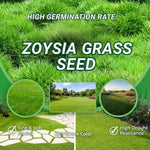 Zoysia Empire Grass Seeds, 10000 Seed Count, Zoysia Seeds for Low-Maintenance Lawn and Backyard Landscaping