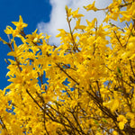 1 Lynwood Gold Forsythia Shrub 6-14 Inc Height, in Pot, Fragrant Forsythia Plant Live to Grow