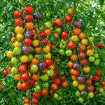 2PPP Rainbow Cherry Tomato Plants Live, Garden Vegetable Plant, 5-8'' Tall