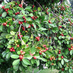 Red Cherry Guava Tree Plant Live, 9 Months Old Tree in 4" Pot, Red Strawberry Guava Fruit 6-12 Inch, Well-Rooted, Ornamental Plants, No CA