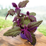 Set 2 Gynura Purple Passion Plants 4-8'' Tall, Royal Velvet Plant, Purple Indoor Plant for Home Décor, No Pot