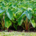 Taro Plant Live, Edible Colocasia Plant, 4-6 Inc Tall, Easycare Tropical Plant for Patio and Landscape
