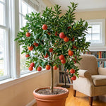Red Navel Orange Tree Live Plant, Citrus Fruit Plant in 1 Gallon Pot, Sweet Orange Fruit Tree for Indoor Outdoor Gardening
