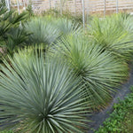 Live Palm Tree Plant in 3 Gallon Pot, No CA, Large Fully Rooted Size, Ready to Plant for Home Décor Indoor Outdoor Landscape, Rare Palm Trees, Silver Yucca Palm