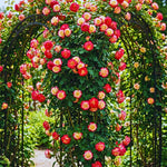 Roses Live Plant, Climbing Rose Plant Live from 5'' Tall, Bush Shrub Plants, Fragrant Flower Garden (Yellow Red)