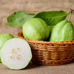 White Guava Tree Live Plant, 6-8 Inches Tall in 4 Inch Pot, Tropical Fruit Tree Well-Rooted Guava Plant