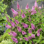 Pack 2 Butterfly Bushes Live Plant, Fragrant Buddleia Bush Shrub, 4 to 9 Inch Tall (Light Pink Blooms)