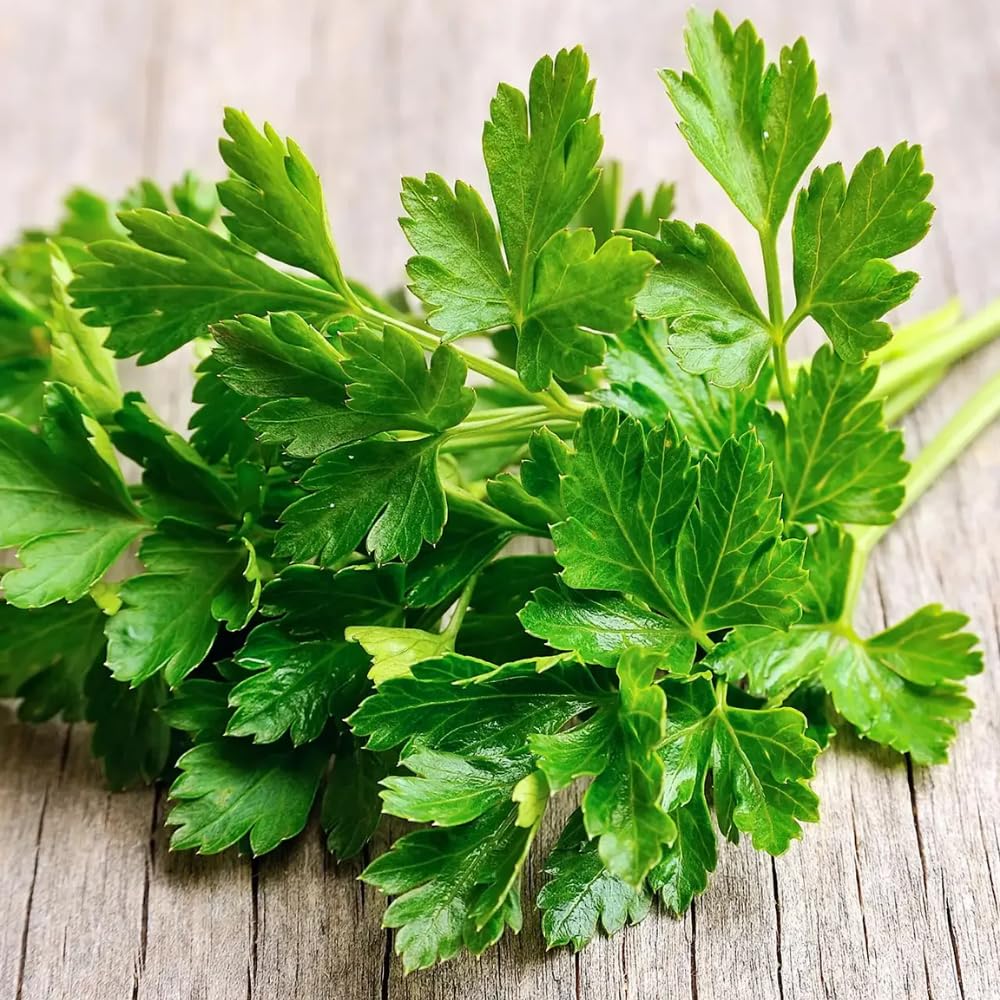 Set 3 Parsley Plants Live for Planting Garden, 4 to 6 Inc Tall, Vegetable Plant Live