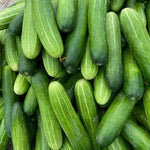 Live Marketmore Cucumber Plant, 4-6" Tall