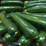 2 Green Zucchini Plants Live, 4 Inc Potted, Fast Growing Squash Vegetable Garden Plants