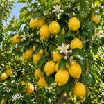 Live Meyer Lemon Tree, Potted Citrus Plant, 3-5 Inches Tall