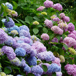 Random Hydrangea Live Plant, 4-6 Inches Tall, Hydrangea Tree Plant, Indoor Outdoor Decorative Flowering Plant, Summer Planting