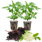 Elderberry Tree Live Plant Bush 5-9" in Tall, Elderberry Plants Live 9-Month-Old Bushes, Ready for Planting