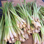 400 Lemongrass Herb Seeds, Lemongrass Seeds, Culinary Herb Seeds for Home Garden, Patio Pots and Containers