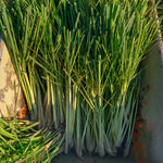 1 Big Lemon Grass Plants for Outside, Lemongrass Plants Live, No Pot, Well Rooted, Trim Back, Fresh Fragrant Lemon Grass Stalks Plants for Outside Live