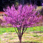 Set 2 Redbud Trees Live Plants, 6-12" Tall, Dormant Bare Root Trees, Hardy Flowering Red Bud for Outdoor Planting