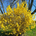 1 Lynwood Gold Forsythia Bush Live Plant 6 to 13 Inch Tall, Yellow Forsythia Live Plant Home Garden, in Pot
