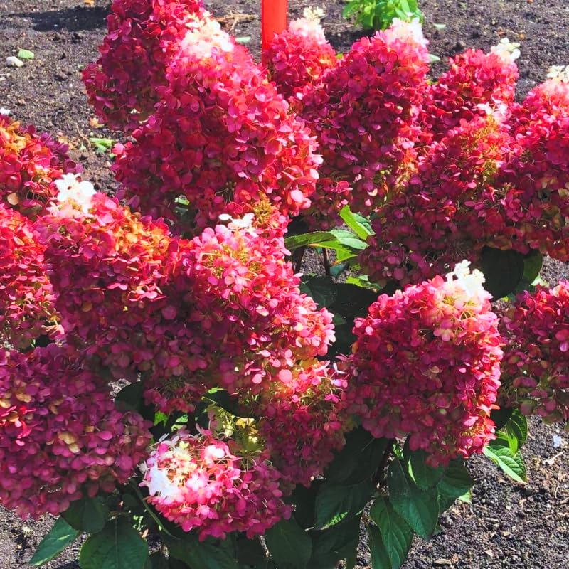 Set 2 Hydrangea Live Plants, Pink White Hydrangea Bushes Shrubs Trees Live Plants in 4” Pot, Live Hydrangea Well Rooted for Planting