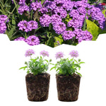 Set 2 Verbena Live Plants, Perennial Verbena Flowers, Long-Lasting, Hardy Flowering Plant for Planting (Light Purple)