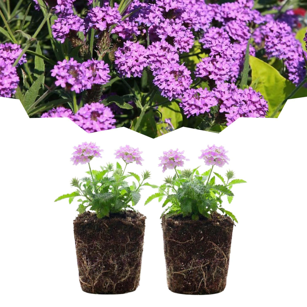 Set 2 Verbena Live Plants, Perennial Verbena Flowers, Long-Lasting, Hardy Flowering Plant for Planting (Light Purple)