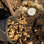 Set of 20 Jerusalem Artichoke Roots, Sunchoke Tubers for Growing, Edible Vegetable for Outdoor Garden