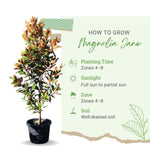 2 Magnolia Tree Cuttings, Hardy Fragrant Magnolia Flowering Tree, Well Rooted Cuttings 8–12 Inches for Outdoor Garden (Jane Magnolia Cuttings)