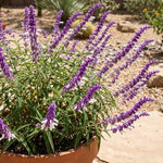 3 Light Purple Salvia Sage Plants 4–7" Tall, Perennial Live Flowering Garden Plants for Outdoor Growing, Vibrant Salvia Plant Starter