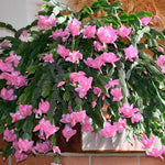 Christmas Cactus Plants Live, Flowering Thanksgiving Cactus with Vibrant Blooms, 4-7'' Tall, Easy-Care Indoor Houseplant (Pink Blooms)