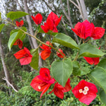 2 Bougainvillea Live Plants, Tropical Bougainvillea Flowering Vine, Fast Growing Outdoor and Container Plant, 4-8'' Tall (Red Orange Blooms)
