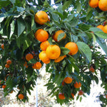 Live Satsuma Mandarin Tree Plant in 1 Gallon Pot, Sweet Tangerine Citrus Tree Suitable for Patio or Outdoor Garden Growing