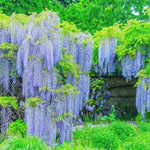 Blue Wisteria Tree Live Plant, Fragrant Flowering Vine in 2.5'' Pot, Blooming Wisteria Tree fot Container and Garden Growing