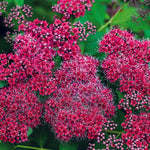 Rare Spirea Shrub Live Tree Plant in Quart Pot, 1 Year Old Well-Rooted, Dormant in Winter, 8-17 Inches in Tall, Winter Meadowsweets Bush for Planting