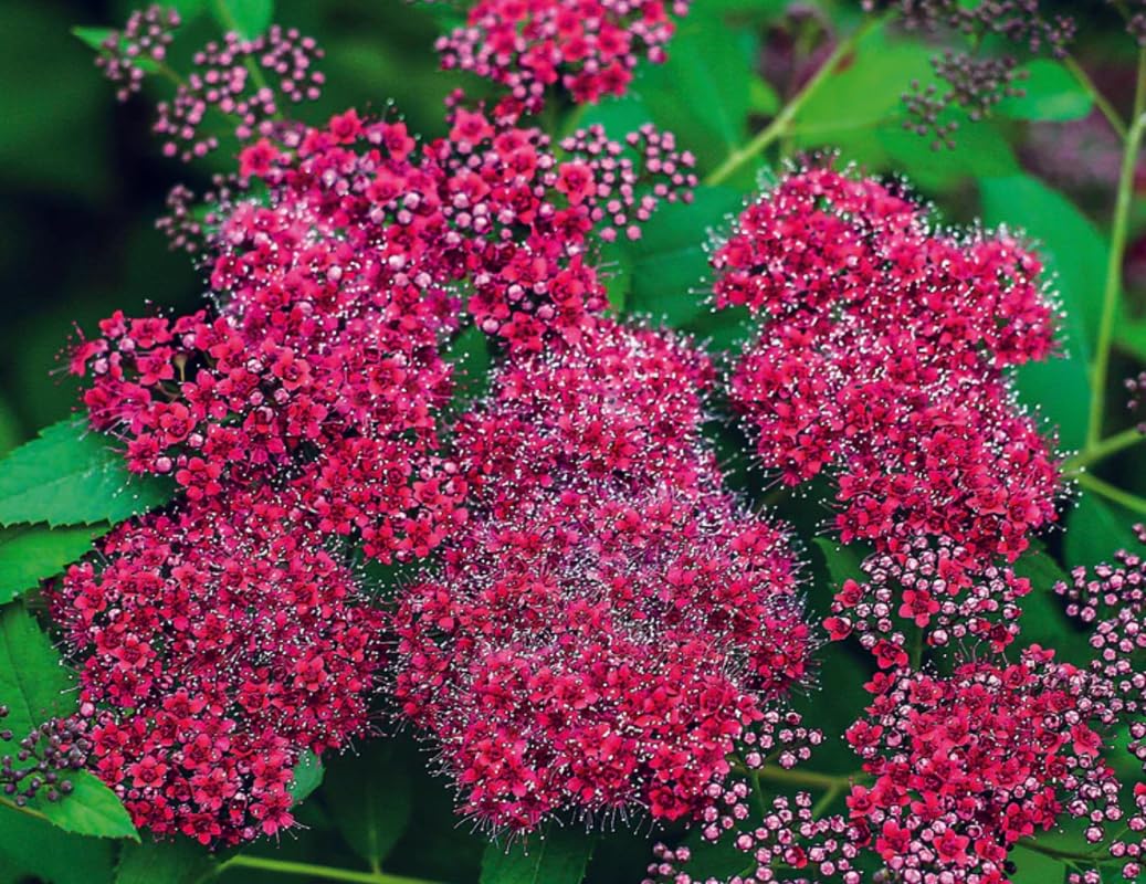 Rare Spirea Shrub Live Tree Plant in Quart Pot, 1 Year Old Well-Rooted, Dormant in Winter, 8-17 Inches in Tall, Winter Meadowsweets Bush for Planting