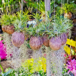 Fresh Spanish Moss Live Air Plant, 1 Clump 10" Long, Tillandsia Air Plants Decorative Garden Craft Basket