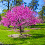 02 Red Bud Trees Live Plants Seedling 6-14", Eastern Redbud for Spring Planting Outdoor