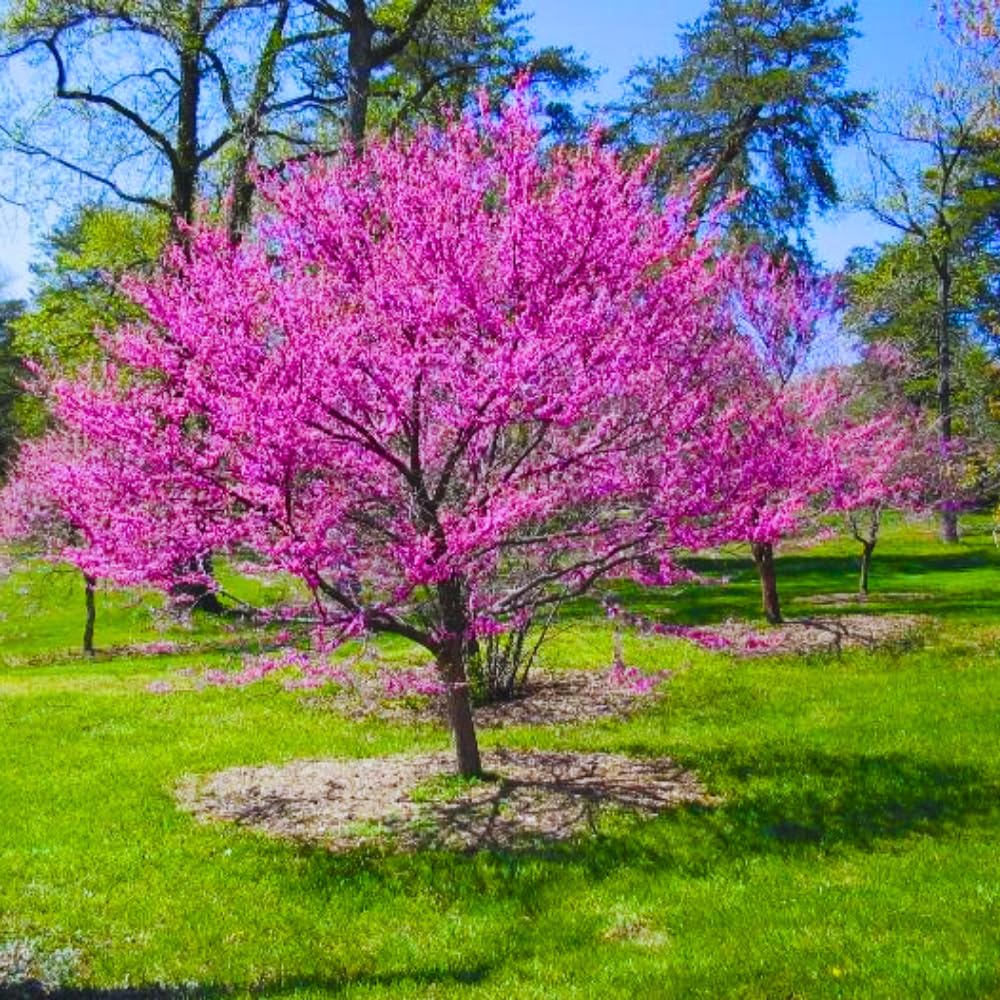 02 Red Bud Trees Live Plants Seedling 6-14", Eastern Redbud for Spring Planting Outdoor