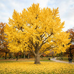 Ginkgo Tree Live Plant, Yellow Fall Leaf Tree, 3-6 Inch Tall