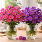 Set 2 Aster Plants Live, Asters Perennial Live Plants, Multicolor Blooms, 5 to 7 Inches Tall, Ideal for Indoor Outdoor Gardening