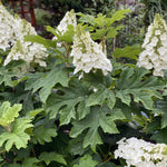 Hydrangea Plant Live Tree Dormant in Winter, Vibrant Color Bloom, 5-11" Well-Rooted Hydrangea Shrub Bush for House Planting Outdoor (Snow)