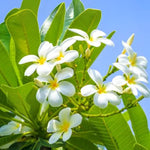 Plumeria Plant Live, 2-3 Feet Tall in 1 Gallon Pot, Frangipani Flowering Tropical Plant (White Plumeria)